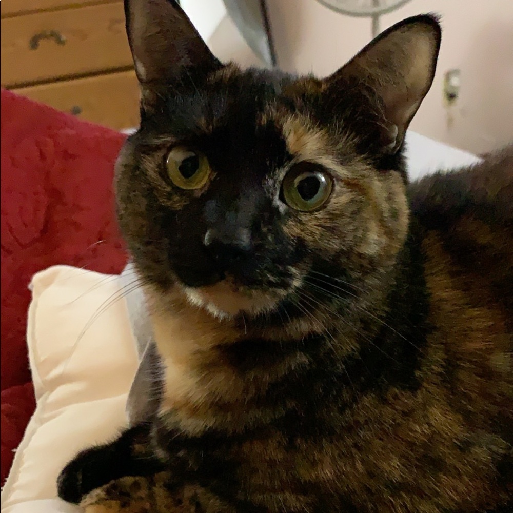 Meet your Posher, Sam